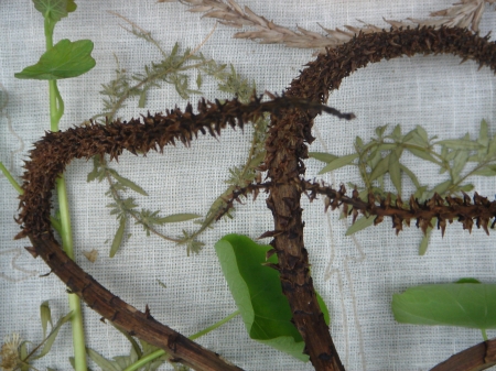 detail of aloe candelabra + nasturtium leaves | willemien de villiers